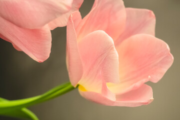 Close up of a pink tulip. Delicate photo of a flower