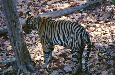 Kanha Tiger Reserve, MP, India