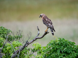 Obraz premium A Red-tailed Hawk sits perched facing an open field.