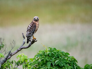 A Red-tailed Hawk sits on a branch waiting for prey.