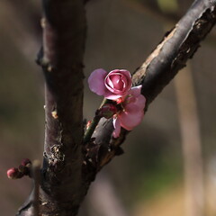 Bloom Plum in Spring