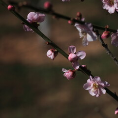 Bloom Plum in Spring
