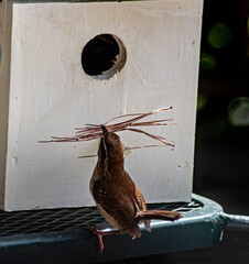A single little Carolina Wren brings sticks to use in her nest.