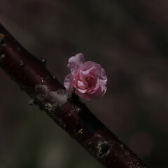 Bloom Plum in Spring