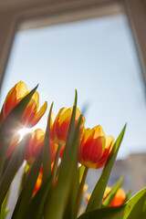 yellow-red tulips on the windowsill, sunny morning, blue sky