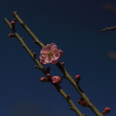 Bloom Plum in Spring