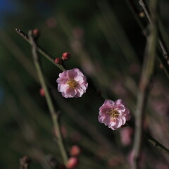 Bloom Plum in Spring