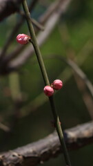 Bloom Plum in Spring