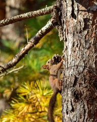 松ぼっくりを咥えて木を登るエゾリス＠北海道