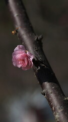 Bloom Plum in Spring