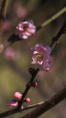Bloom Plum in Spring