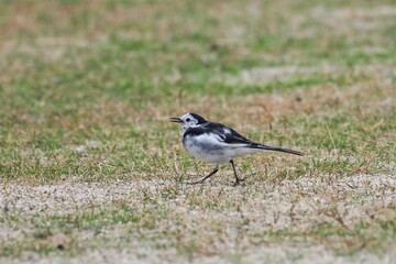 広場を忙しく歩き回りながら餌を探すハクセキレイ