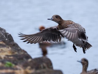 ヒドリガモ メスの飛翔シーン