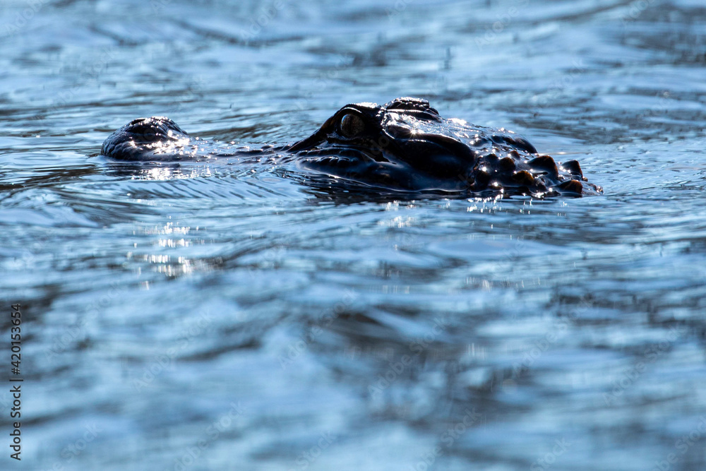 Wall mural Alligator Swimming Through a Calm Lake