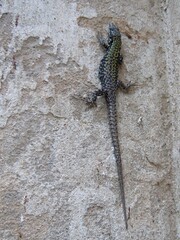 Common Wall Lizard (Podarcis muralis) looking for food , on old wall in my city. 2021. Romagna. Italy.