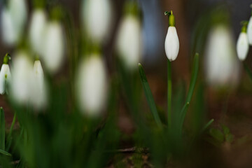 snowdrop during warm spring days