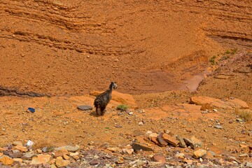 Mountain goat in Atlas Mountains of Morocco, Northern Africa 