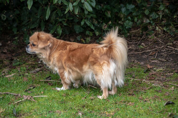 Purebred Tibetan Spaniel dog outdoors in the nature on grass meadow on a summer day.