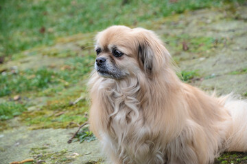 Fototapeta na wymiar Purebred Tibetan Spaniel dog outdoors in the nature on grass meadow on a summer day.