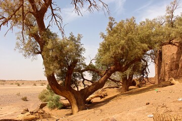 Fototapeta na wymiar Landscape of Southern Morocco on the border of Sahara desert 