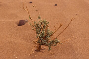 Dry vegetation of Sahara desert, Morocco, Africa 