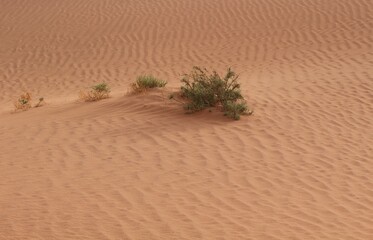 Dry vegetation of Sahara desert, Morocco, Africa 