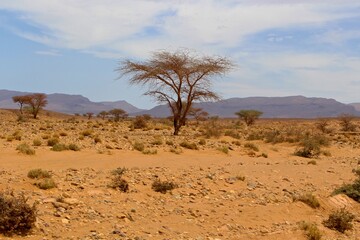 Fototapeta na wymiar Sahara desert, Southern Morocco, Africa 