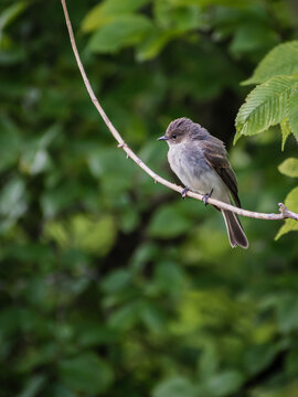 Amazing unique Spotted flycatcher perched on a twig of a tree