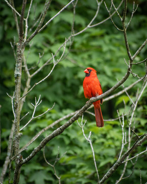 Amazing unique red Northern cardinal perched on a twig of a tre