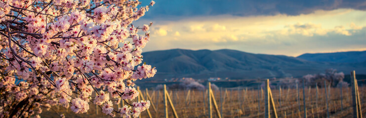 Blooming almonds