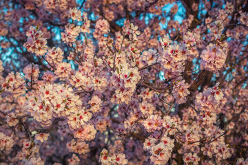 Blooming almonds