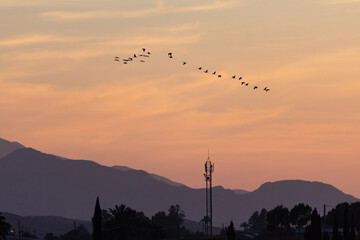 Conjunto de pájaros volando juntos en un atardecer rojo