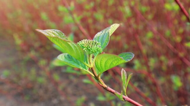 cornus alba branches swaying in the wind in the park, North China