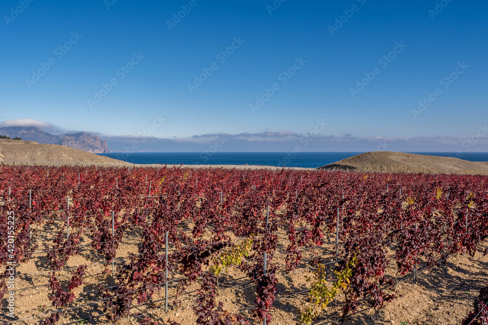 Wall mural Autumn vineyard