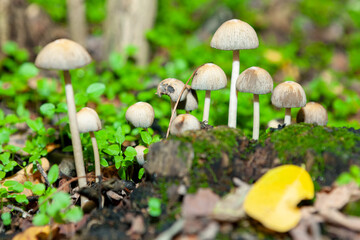Uncultivated mushrooms growing in the forest
