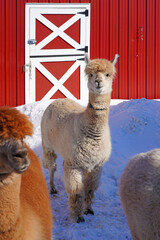 Fototapeta premium A wooly alpaca in the snow at a farm in New Jersey
