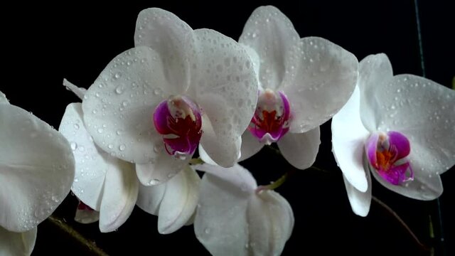 Orchidaceae, white orchid in a black background. Falling drops of water on flowers.