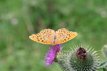Farfalla1
