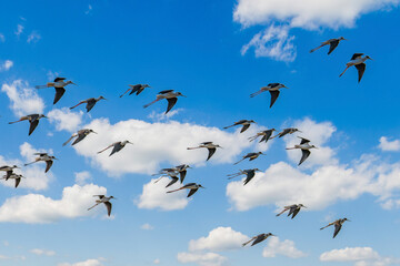 Himantopus himantopus