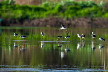 Himantopus himantopus