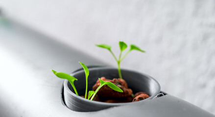Vegetables hydroponics farm. Hydroponics method of growing plants