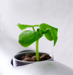 Vegetables hydroponics farm. Hydroponics method of growing plants