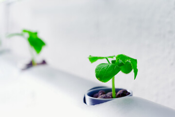 Vegetables hydroponics farm. Hydroponics method of growing plants