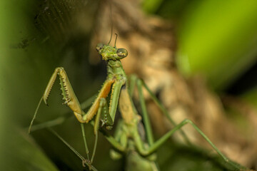 mantis religiosa entre medio de ramas verdes de planta, foto con flash