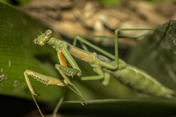 mantis religiosa entre medio de ramas verdes de planta, foto con flash