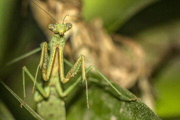 mantis religiosa entre medio de ramas verdes de planta, foto con flash