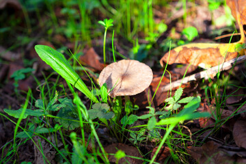 Single mushroom growing in green plants