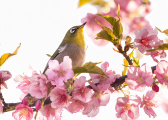 Fototapeta premium メジロと桜
