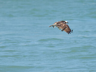 Naklejka premium Sebastian inlet in florida in its glory with wildlife