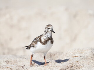 Sebastian inlet in florida in its glory with wildlife